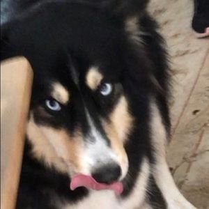 Meet your Posher, Desdemonda